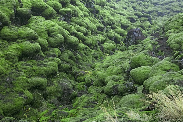 Islande, Coulée de lave solidifiée du Laki