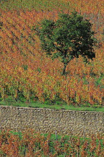 Beaujolais vineyards in autumn