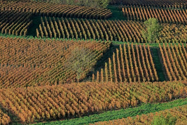 Beaujolais vineyards in autumn