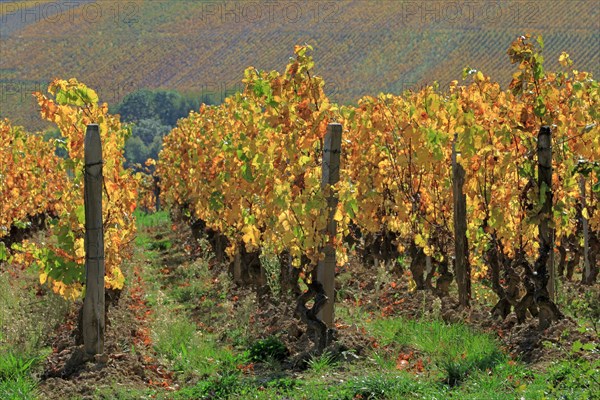 Beaujolais vineyards in autumn