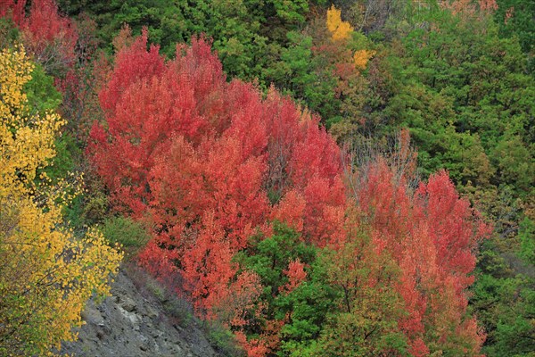 Paysage d'automne