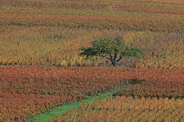 Beaujolais vineyards in autumn