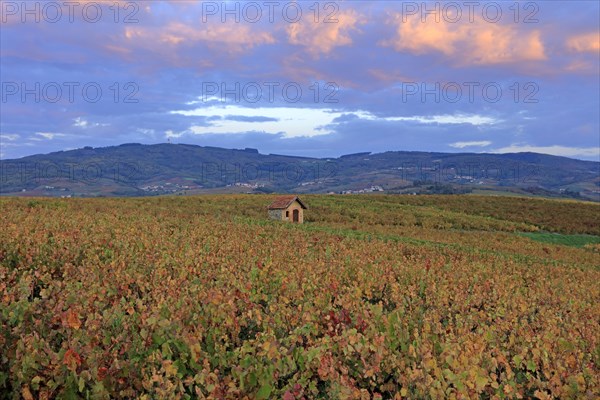 Villié-Morgon, Rhône