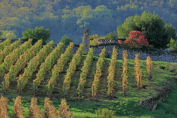 Beaujolais vineyards in autumn