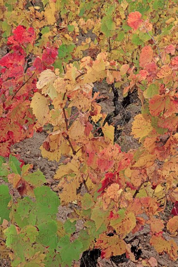 Beaujolais vineyards in autumn