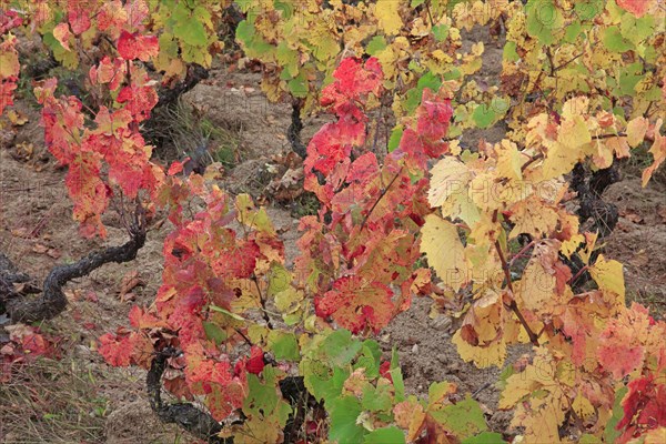 Beaujolais vineyards in autumn