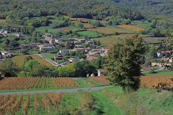 Chasselas, Saône-et-Loire