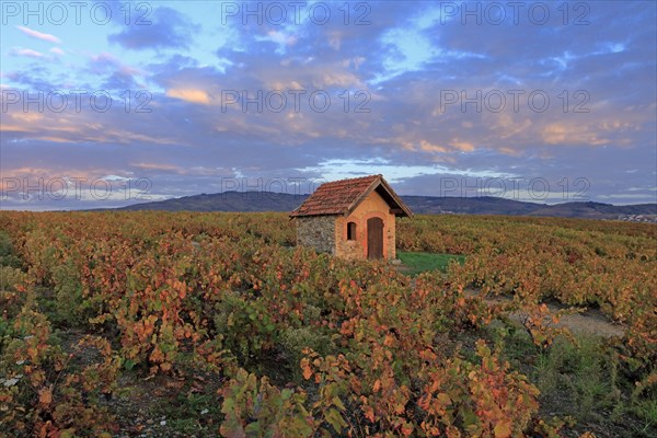 Morgon, Rhône