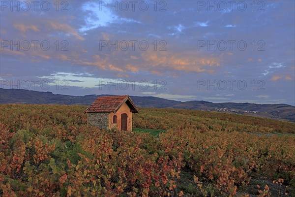 Morgon, Rhône