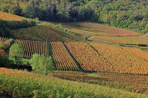 Beaujolais vineyards in autumn