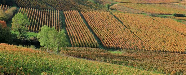 Vignoble du Beaujolais en automne