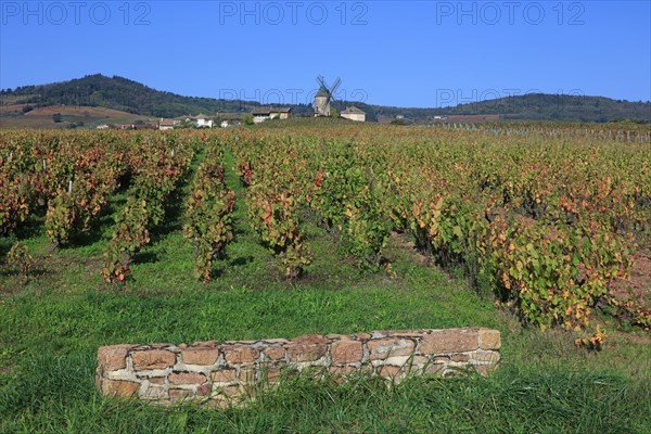 Romanèche-Thorins, Saône-et-Loire