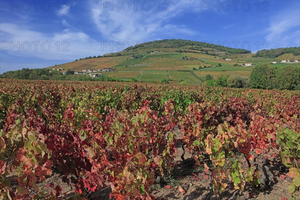 Saint-Lager, Rhône