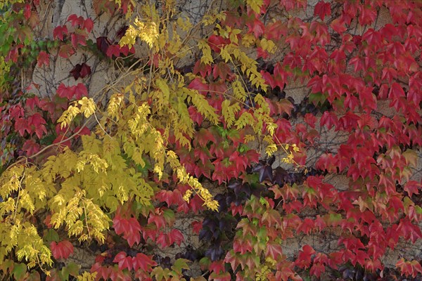 Autumn foliage, leaves