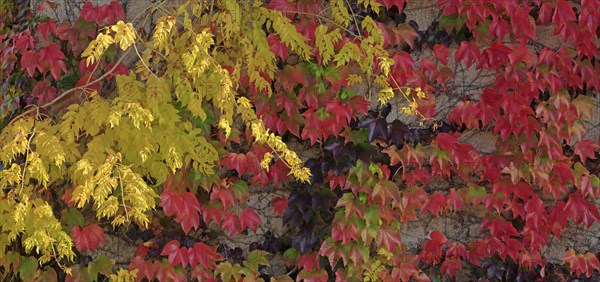 Autumn foliage, leaves