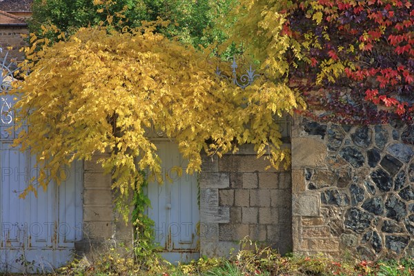 Autumn foliage, leaves