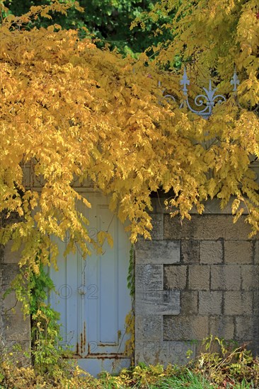 Autumn foliage, leaves