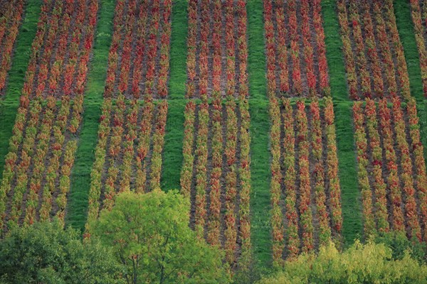 Vignoble du Beaujolais en automne