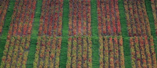 Beaujolais vineyards in autumn