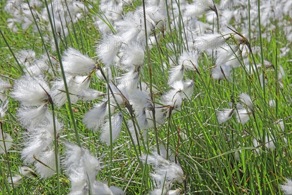 Linaigrette