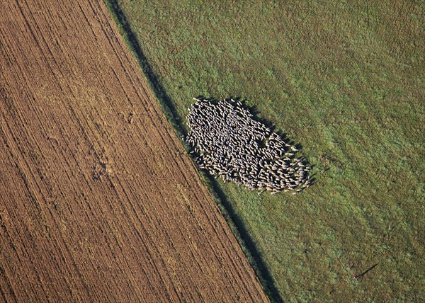 Troupeau de moutons, Lozère