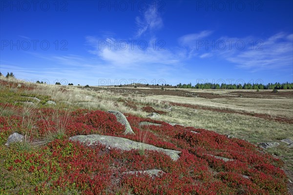 Paysage du Mont Lozère, Lozère