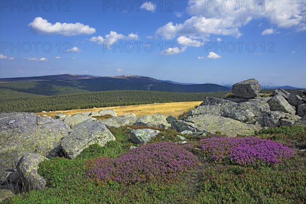 Paysage des hauts plateaux du Finiels, Lozère