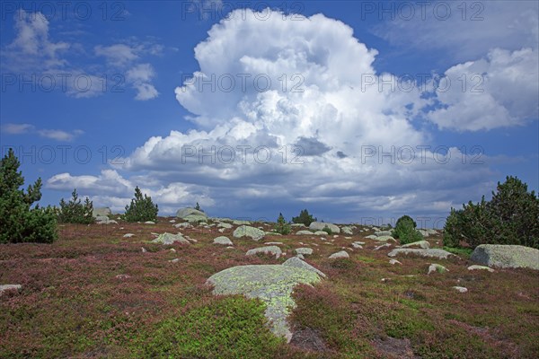 Hauts plateaux du Mont Lozère