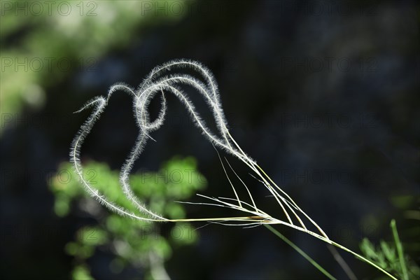 Stipa pennata