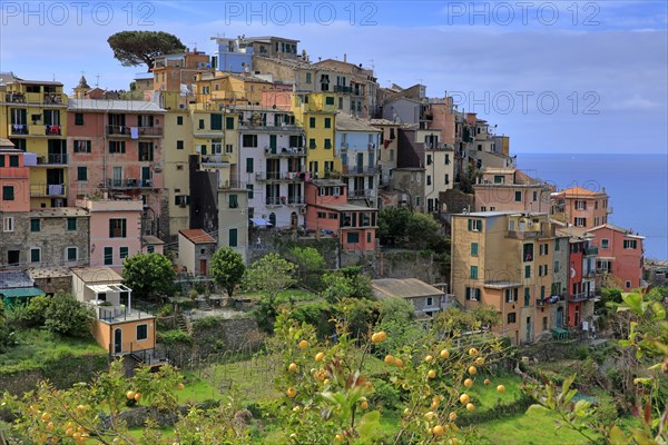 Corniglia, Italy