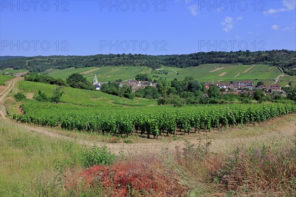 Auxey-Duresses, Côte d'Or