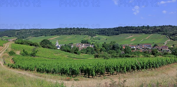 Auxey-Duresses, Côte d'Or