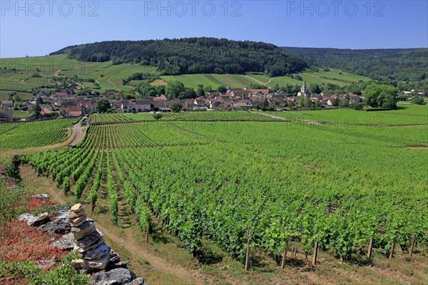 Auxey-Duresses, Côte d'Or