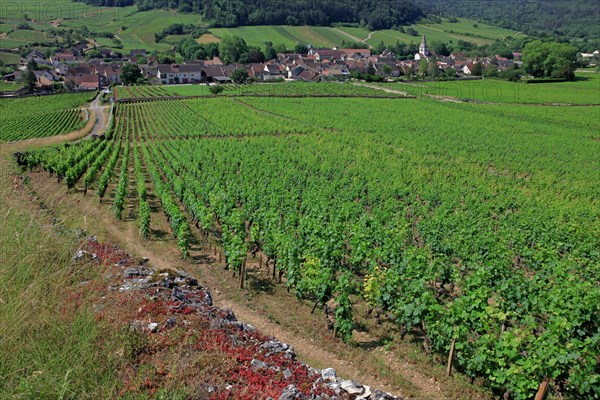 Auxey-Duresses, Côte d'Or