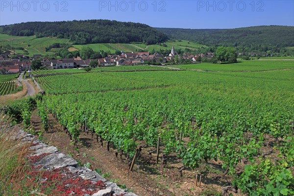 Auxey-Duresses, Côte d'Or