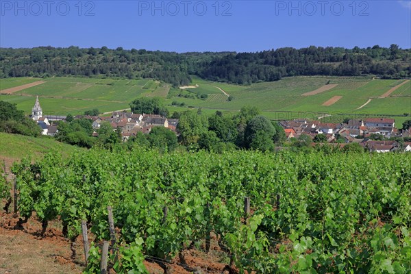 Auxey-Duresses, Côte d'Or