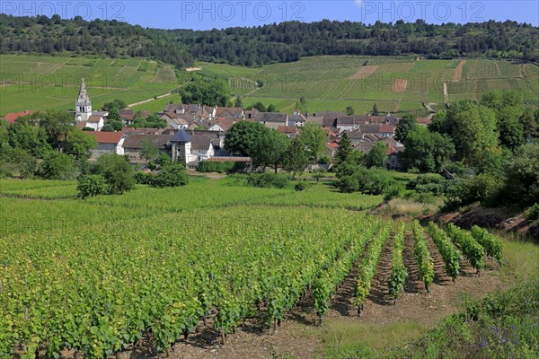 Auxey-Duresses, Côte d'Or