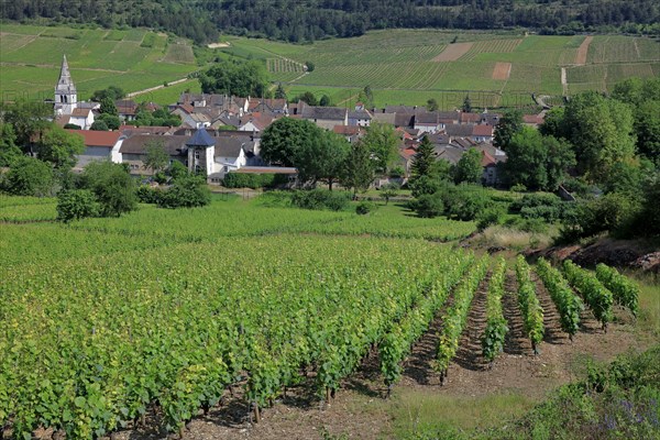 Auxey-Duresses, Côte d'Or