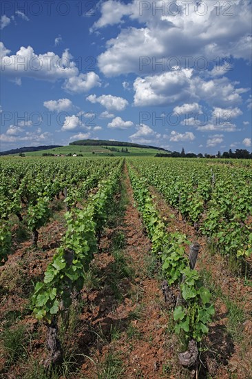 Aloxe-Corton, Côte d'Or