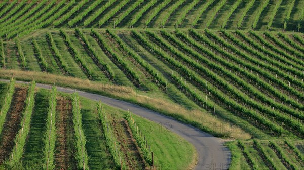 Paysage des vignes en Côtes-d'Or