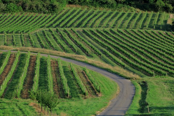 Vineyard landscape in Côtes-d'Or