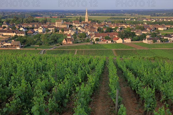 Meursault, Côte d'Or