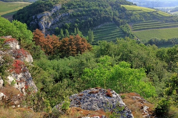 Paysage de Bourgogne, Côte d'Or