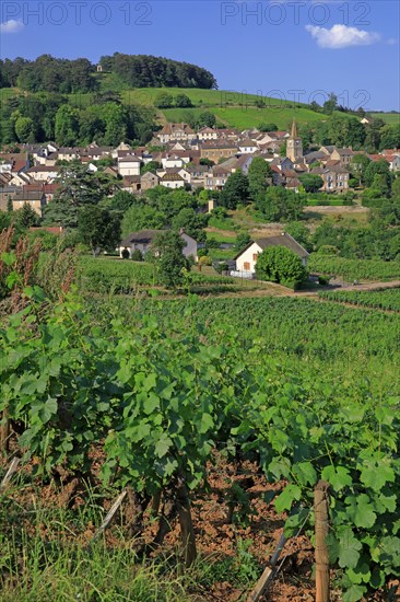 Pernand-Vergelesse, Côte d'Or