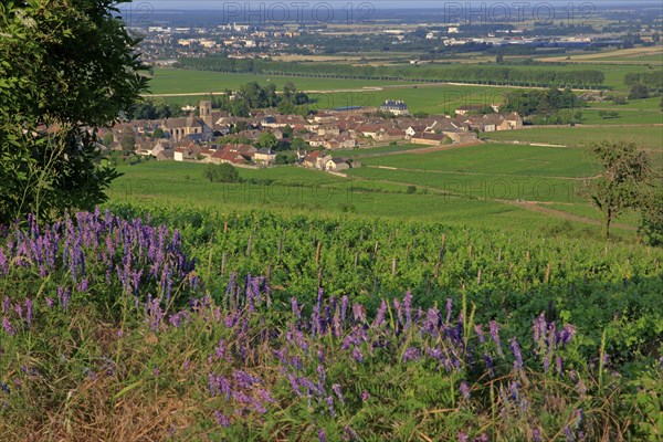 Pommard, Côte d'Or