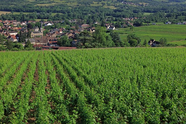 Santenay, Côte d'Or