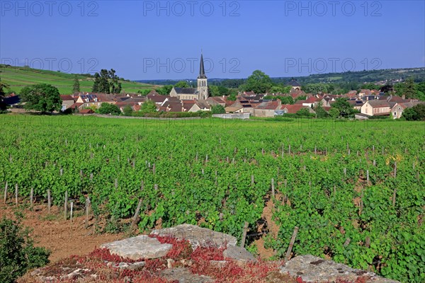 Santenay, Côte d'Or