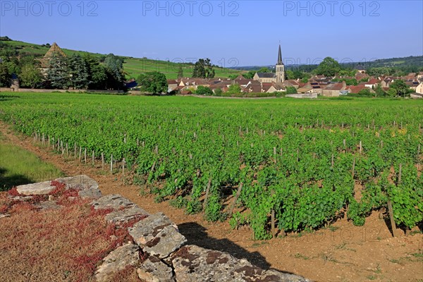 Santenay, Côte d'Or