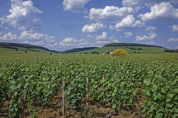 Aloxe-Corton, Côte d'Or