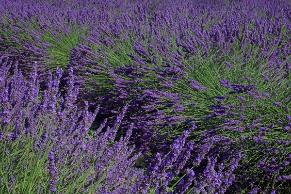 Lavender field